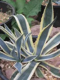 Variegated Century Plant (Agave americana 'Marginata') plant