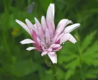 Scorzonera rosea (Scorzonera rosea) plant