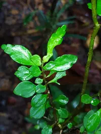 Pilea imparifolia