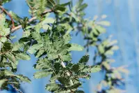 green wattle (Acacia irrorata) plant