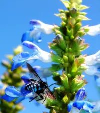 Bog sage