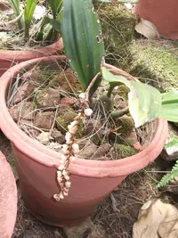 Pale Pholidota