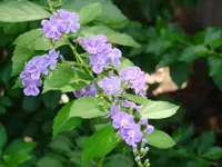 Sky flower