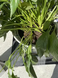 Peace Lily photo by a Botan App user