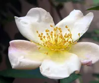 Rose (Rosa 'Mutabilis') plant
