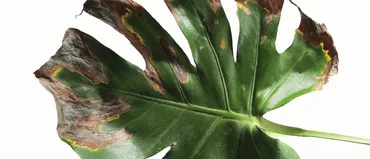 Brown Marks on the Leaves
