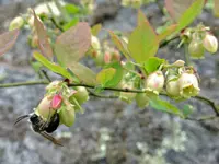 Blue Ridge blueberry