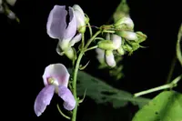 Boerne Bean