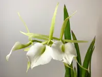 Brassavola nodosa flower