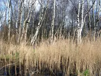 Downy Birch (Betula pubescens) plant