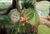Watermelon Dischidia (Dischidia ovata) plant