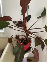 Blushing Philodendron photo by a Botan App user