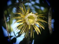 queen of the night