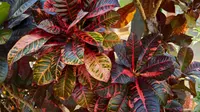 Croton