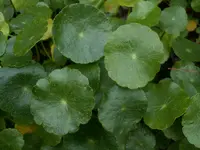 manyflower marshpennywort
