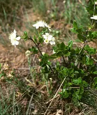 European dwarf cherry