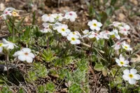 Androsace incana