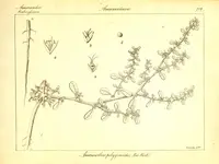 tropical amaranth