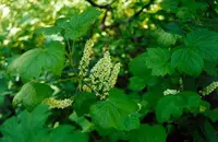 northern black currant (Ribes hudsonianum) plant