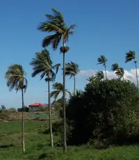 Princess palm