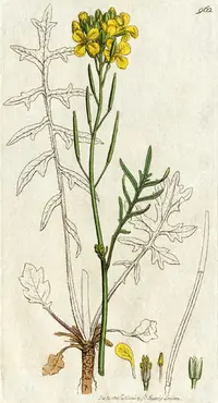star-mustard