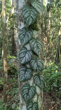 Philodendron brandtianum