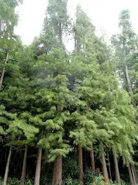 Pond Cypress
