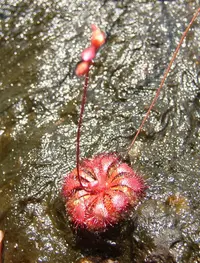 Spoon-Leaved Sundew (Drosera spatulata) plant