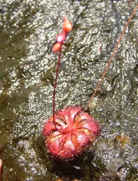 Spoon-Leaved Sundew
