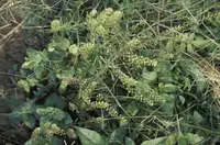African pepperwort
