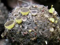 Ascobolus furfuraceus
