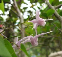large-flowered barrenwort (Epimedium grandiflorum) plant