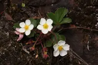 Virginia strawberry