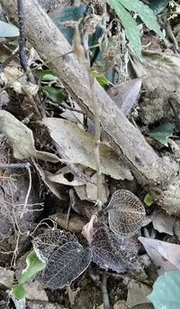 Anoectochilus roxburghii (Anoectochilus roxburghii) plant