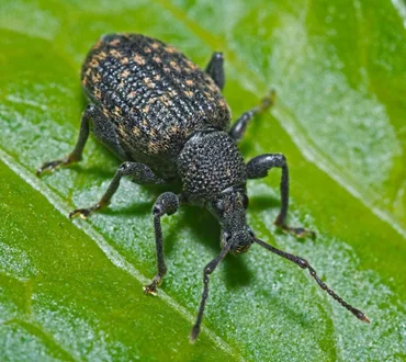 Vine Weevil