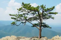 Table Mountain Pine