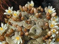 Blossfeldia (Blossfeldia liliputana) plant