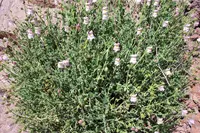 Antirrhinum charidemi (Antirrhinum charidemi) plant