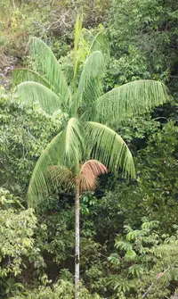 Assai palm