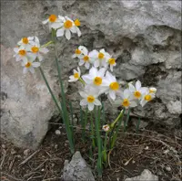 cream narcissus