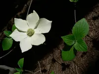 Pacific dogwood (Cornus nuttallii) plant