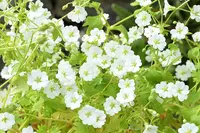 Saxifraga irrigua flowers