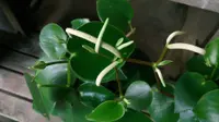 Raindrop Peperomia (Peperomia polybotrya) plant