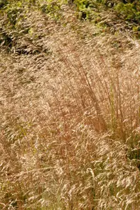 Velvet bent