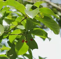 mucilage manjack