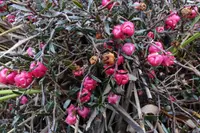 Prostrate snowberry (Gaultheria macrostigma) plant