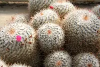 twin spined cactus