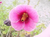 striped rosemallow (Hibiscus striatus) plant