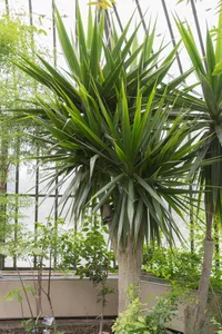 African Dragon Tree (Dracaena arborea) plant