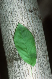 Allegheny serviceberry
